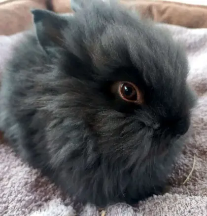 Zwergkaninchen Löwenkopf Babykaninchen