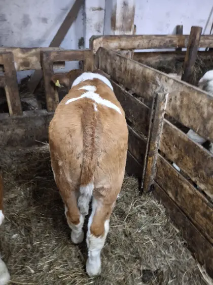 FV Ochse BIO (3 Monate)