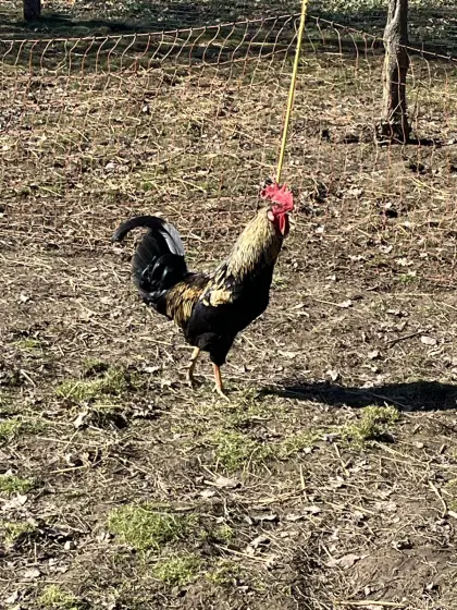 Junge Hähne zu verkaufen