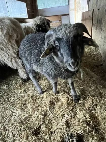 Sehr zutraulicher Alpines Steinschaf Widder zu verkaufen