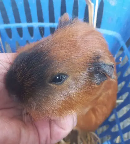 Meerschweinchen Männchen