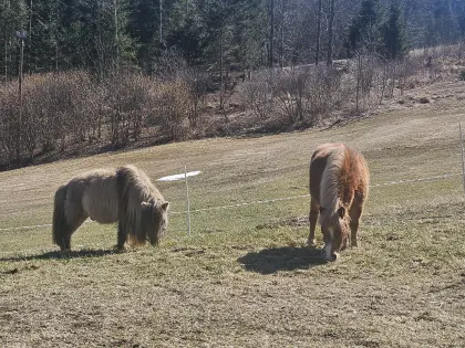 Miniaturpferde zu verkaufen