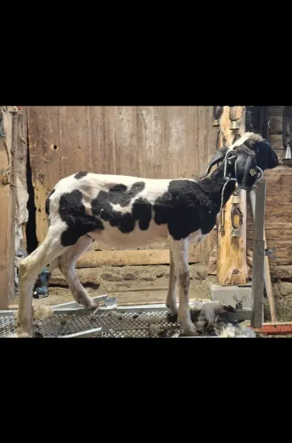 Kugelschecken Kilber HB fähig