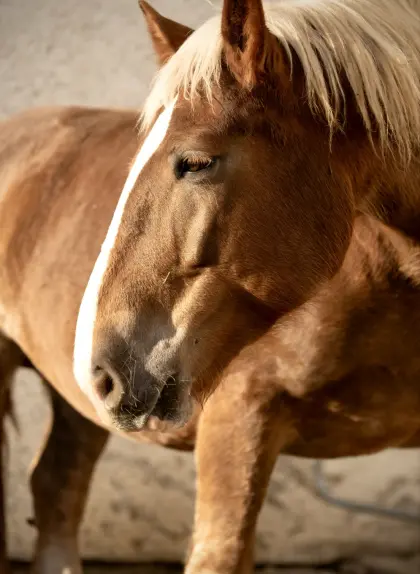 Liebe Noriker Stute als Beistellpferd (bedingt reitbar)