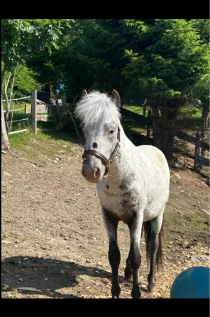 Pony-Wallach, Stkm. ca. 125, geb. 4.3.2024