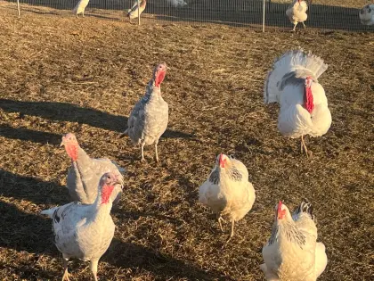 Puten aus Naturbrut abzugeben