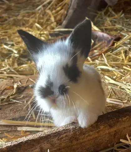 Zwergkaninchen Löwenkopf Babykaninchen
