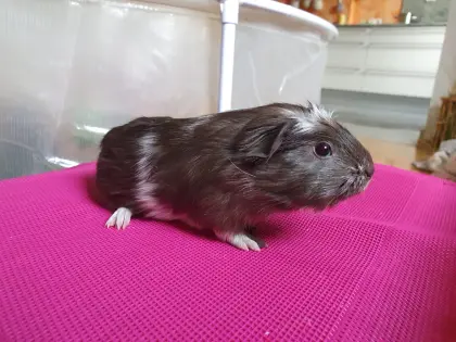 Flauschige Meerschweinchen-Babies