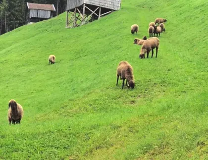 Braune Bergschafe zu verkaufen