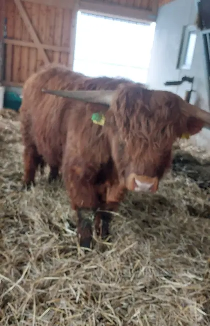 Hochlandrind Stier (Zuchtstier) BIO