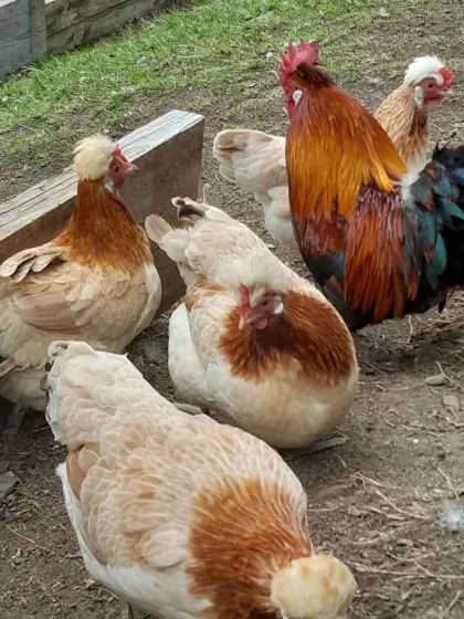 Zwergsulmtaler Bruteier