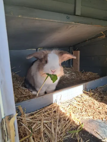 Dreifarbiges Mischlingskaninchen