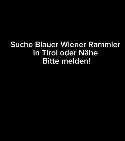 Suche Blauer Wiener Rammler