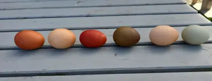 Bruteier erhältlich