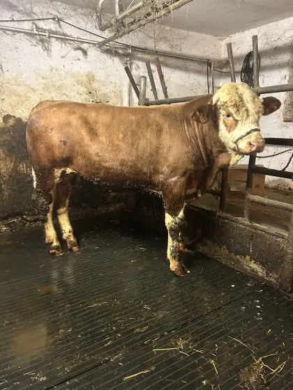 Jungstier zu verkaufen