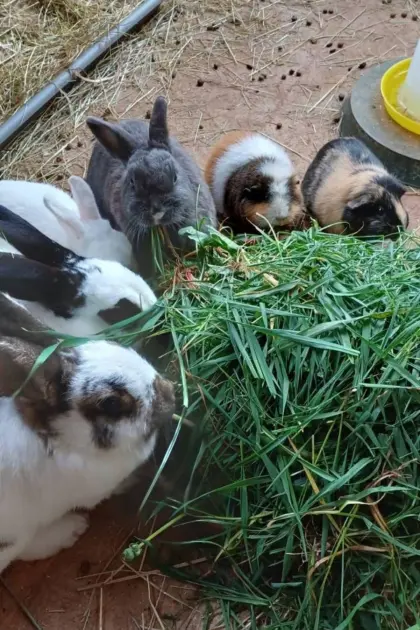 Kaninchen