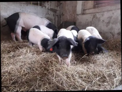 Schwäbisch-Hällische Ferkel