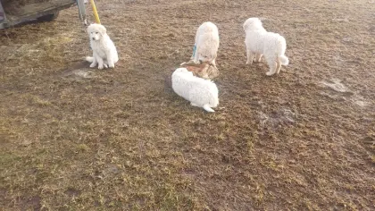 Maremmen-Abruzzen-Herdenschutz-Schäferhunde aus Südtirol