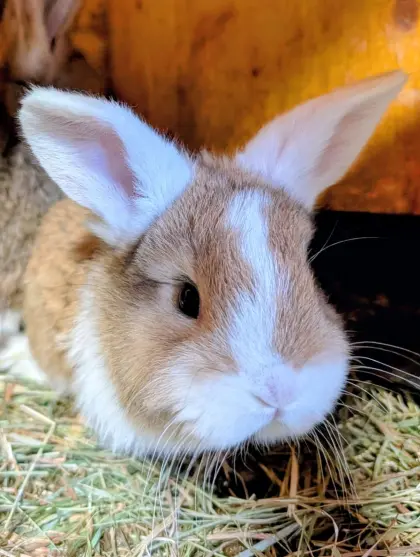 Meerschweinchen und Hasen