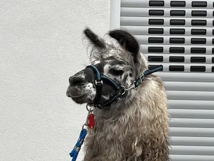 Lama Deckhengste stehen zum Decken bereit