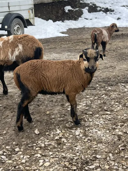 Kamerun-Bock