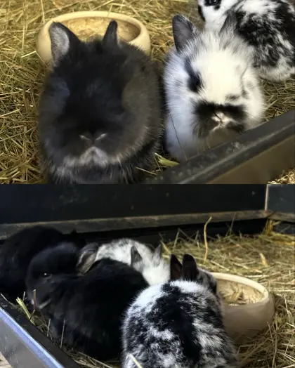 Zwerghasen zu verkaufen