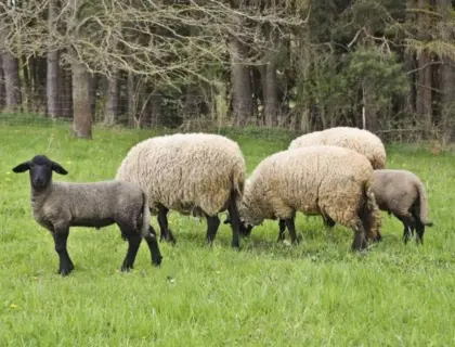 Suche das ganze Jahr Lämmer und Altschafe