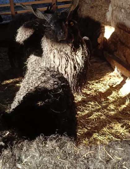 Zackelschaf Jungwidder