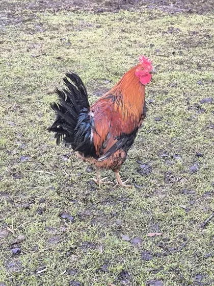 Sizilianischer Zweikammhorn-Hahn