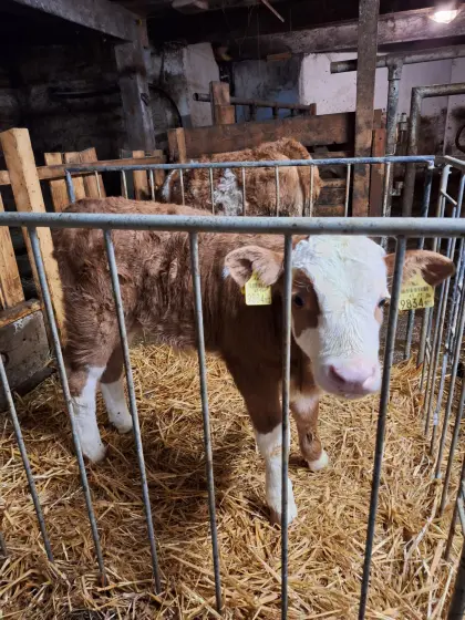 Stierkalb zu verkaufen