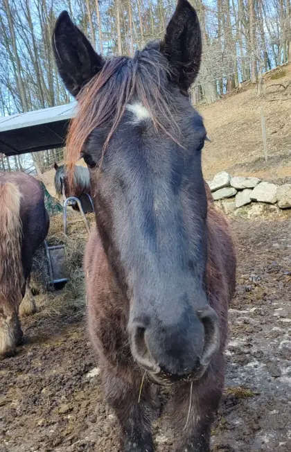 Norika Hengst Grey Moon