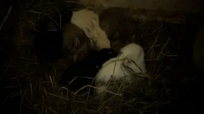 Zwergkaninchen in allen Farben laufend zu verkaufen