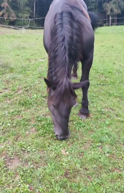 Gisella-Gisa Norika Stute