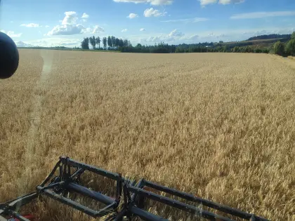 Bio Triticale ca. 15 t