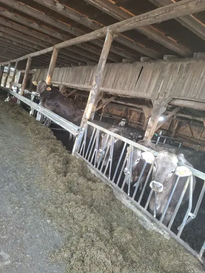 Trächtige Braunviehkalbinnen