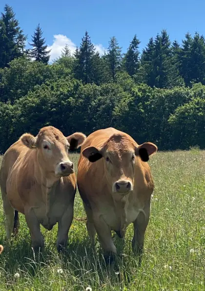 BIO-Jungrinder (weiblich) Limousin, Blonde d'Aquitaine