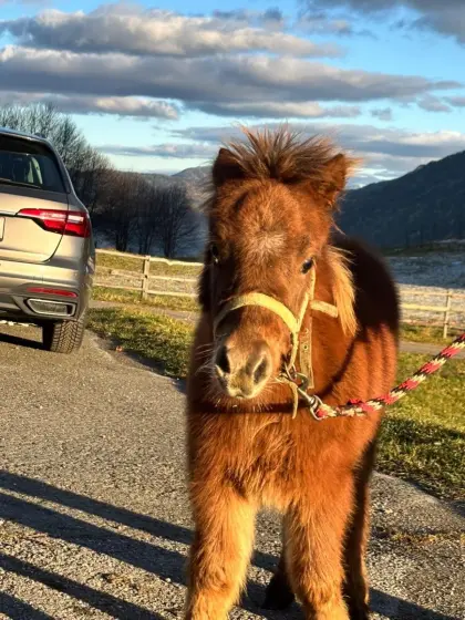 Mini Shetty Fohlen Gino