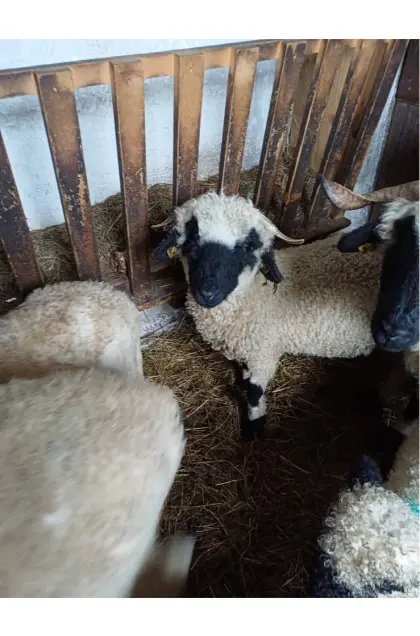 Walliser Schwarznasenschaf