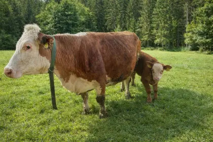 Mutterkuh mit Kalb