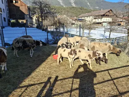 Verkaufe komplette Herde gescheckte Bergschafe