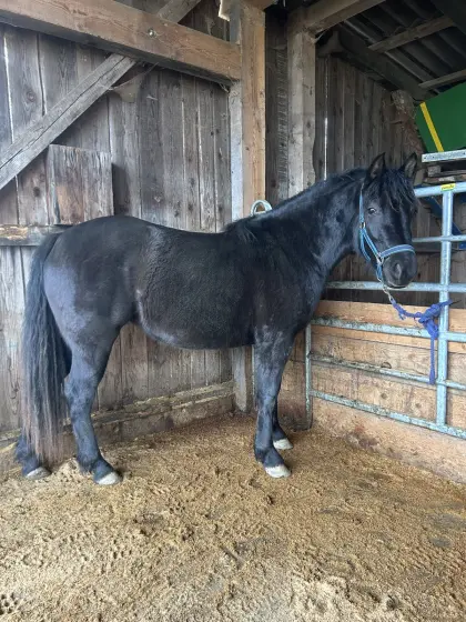 Ponymix Stute zu verkaufen