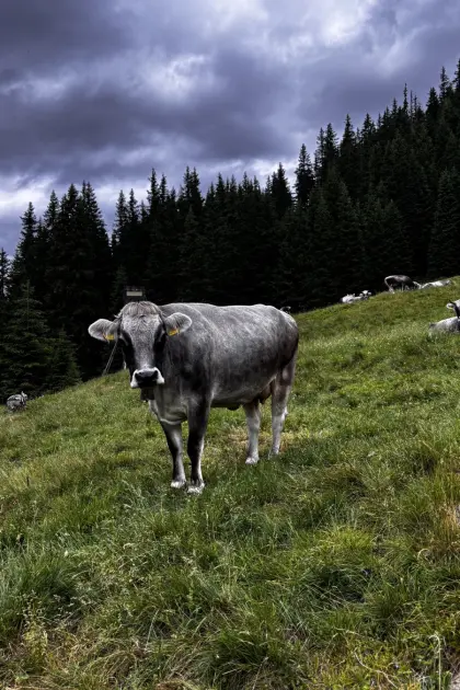 Tiroler Grauviehkuh Bio