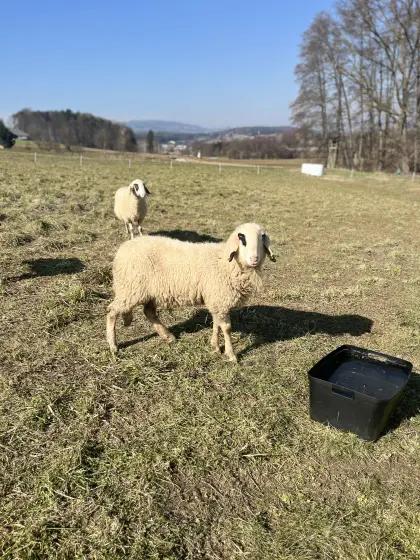 Kärtner Brillenschaf Bock