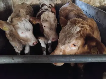 Verkaufe Einsteller m/w, ca. 350 kg