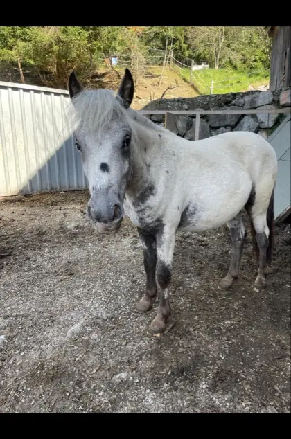 Pony-Wallach, geb. 4.3.2024, Stkm. 125 cm, Preis VHB