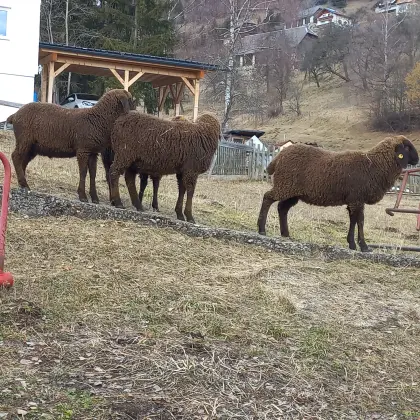 Braune Bergschaflämmer