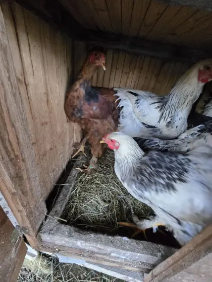 Brahma Hahn zu verschenken