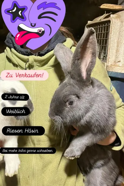 Zu verkaufen