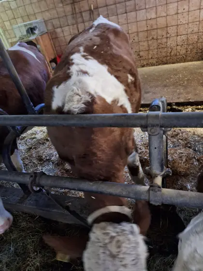 Verkaufe trächtige FV-Kalbin