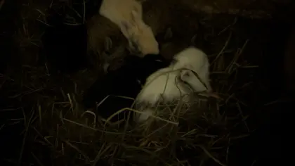 Löwenkopf Zwergkaninchen laufend zu verkaufen